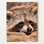 Raccoon Planer (Rückseite)