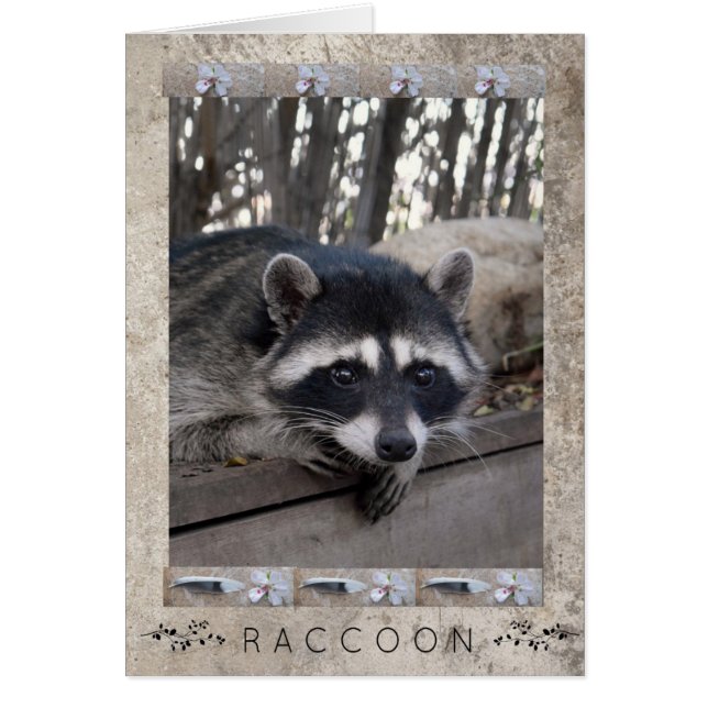 Raccoon Portrait (Vorne)