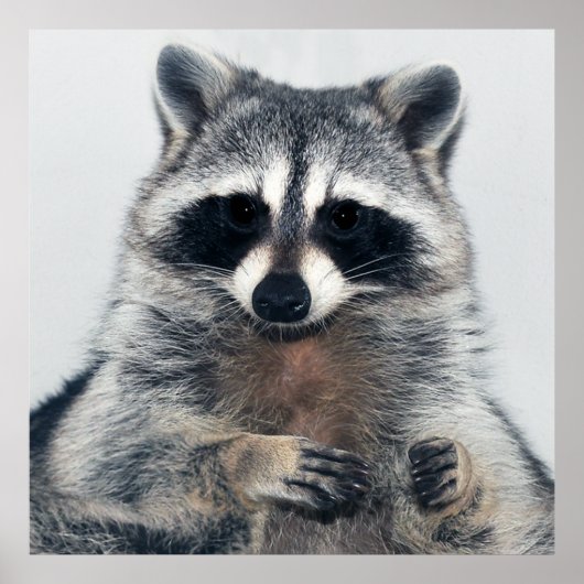 Raccoon Portrait Poster (Vorne)