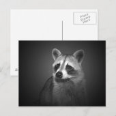 Raccoon Portrait Postkarte (Vorne/Hinten)