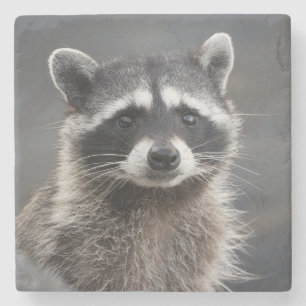 Raccoon Portrait Stone Untersetzer