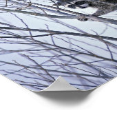 Raccoon Poster (Ecke)