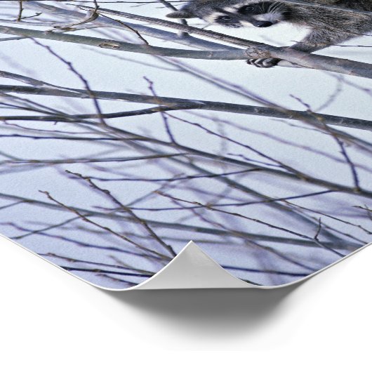 Raccoon Poster (Ecke)