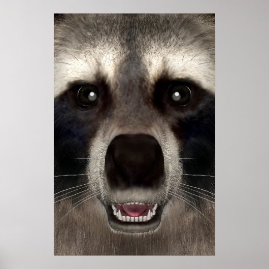 Raccoon Poster (Vorne)
