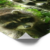 Raccoon Poster Print (Ecke)