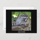 Raccoon Postkarte (Vorne/Hinten)