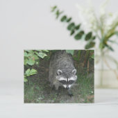 Raccoon Postkarte (Stehend Vorderseite)