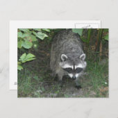 Raccoon Postkarte (Vorne/Hinten)