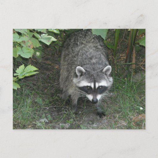 Raccoon Postkarte (Vorderseite)