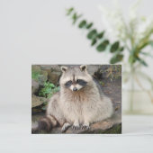 Raccoon Postkarte (Stehend Vorderseite)
