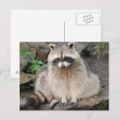 Raccoon Postkarte (Vorne/Hinten)