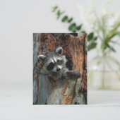 Raccoon Postkarte (Stehend Vorderseite)