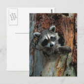 Raccoon Postkarte (Vorne/Hinten)
