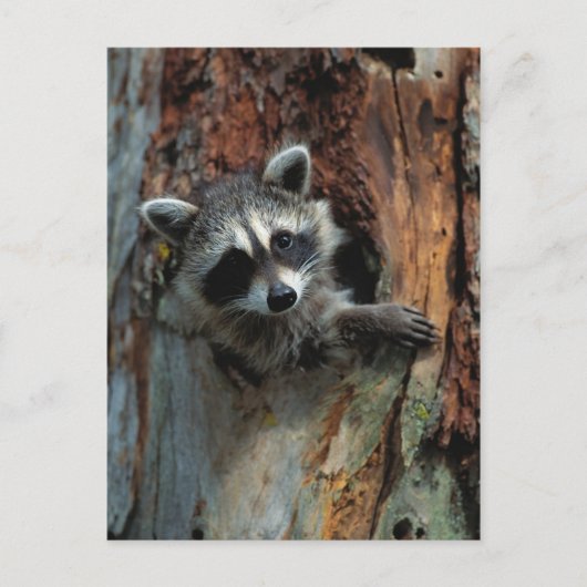 Raccoon Postkarte (Vorderseite)