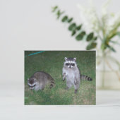 Raccoon Postkarte (Stehend Vorderseite)
