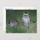 Raccoon Postkarte (Vorne/Hinten)