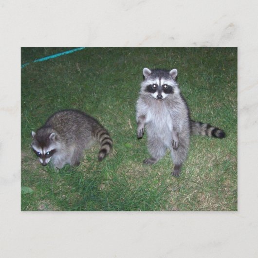 Raccoon Postkarte (Vorderseite)