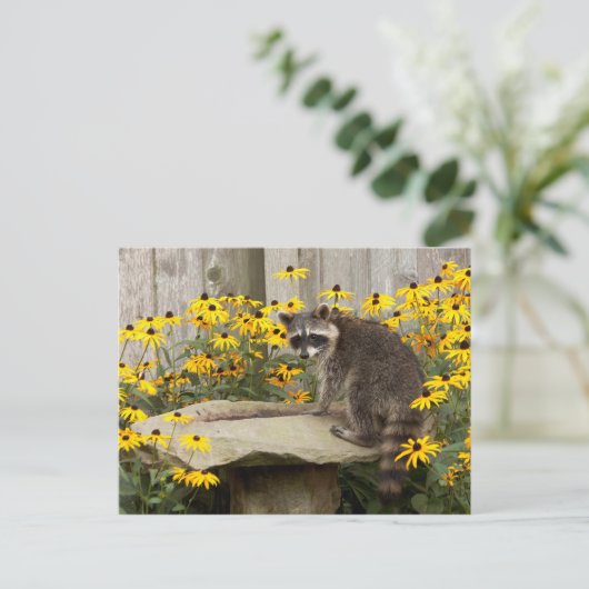 Raccoon Postkarte (Stehend Vorderseite)