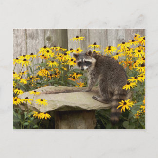 Raccoon Postkarte