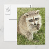 Raccoon Postkarte (Vorne/Hinten)