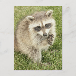 Raccoon Postkarte