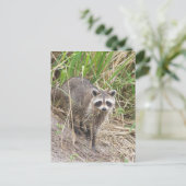 Raccoon Postkarte (Stehend Vorderseite)