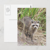 Raccoon Postkarte (Vorne/Hinten)