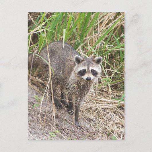 Raccoon Postkarte (Vorderseite)