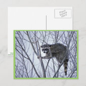 Raccoon Postkarte (Vorne/Hinten)