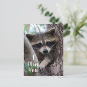 Raccoon Postkarte (Stehend Vorderseite)