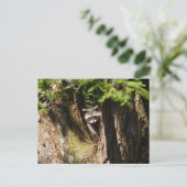 Raccoon Postkarte (Stehend Vorderseite)