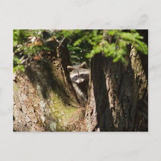Raccoon Postkarte