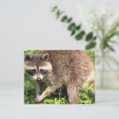 Raccoon Postkarte (Stehend Vorderseite)