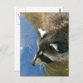 Raccoon Postkarte (Vorne/Hinten)