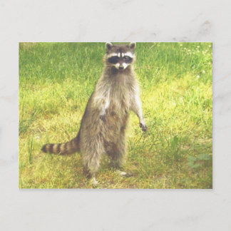 Raccoon Postkarte