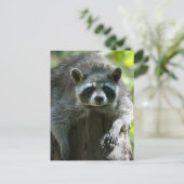 Raccoon Postkarten (Stehend Vorderseite)