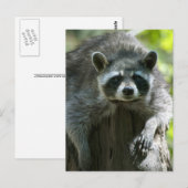 Raccoon Postkarten (Vorne/Hinten)
