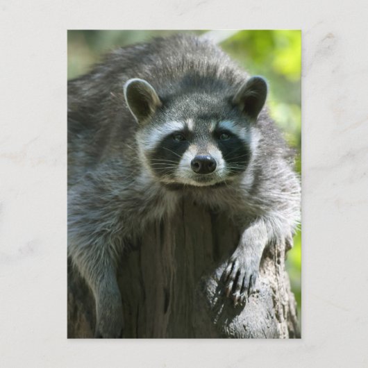 Raccoon Postkarten (Vorderseite)