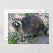 Raccoon Postkarten (Vorne/Hinten)