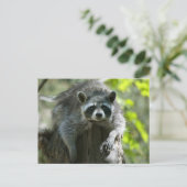 Raccoon Postkarten (Stehend Vorderseite)