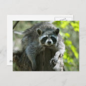 Raccoon Postkarten (Vorne/Hinten)