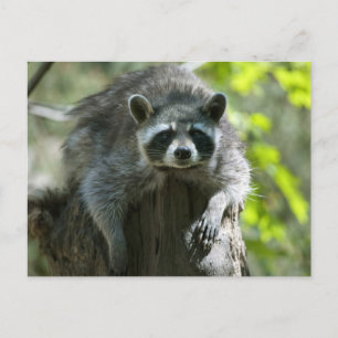 Raccoon Postkarten