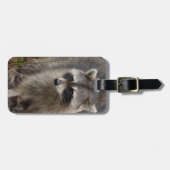 Raccoon, Procyon lotor, Florida Gepäckanhänger (Vorderseite horizontal)