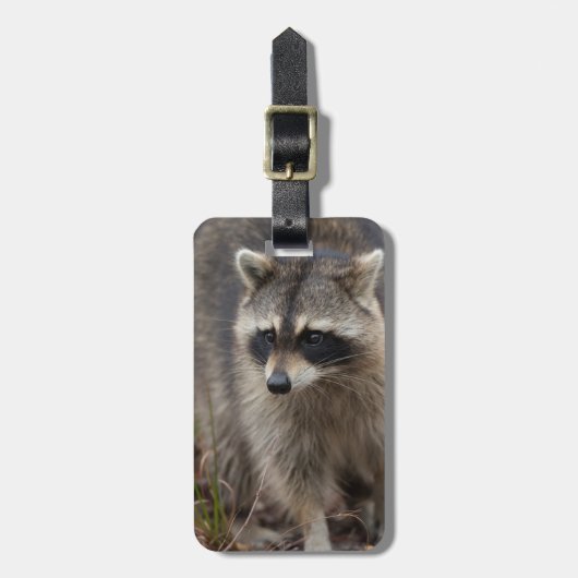 Raccoon, Procyon lotor, Florida Gepäckanhänger (Vorderseite vertikal)