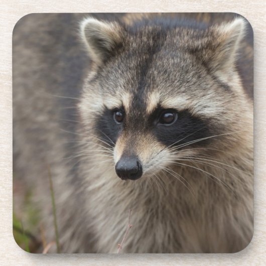 Raccoon, Procyon lotor, Florida Getränkeuntersetzer (Vorderseite)