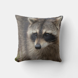 Raccoon, Procyon lotor, Florida Kissen