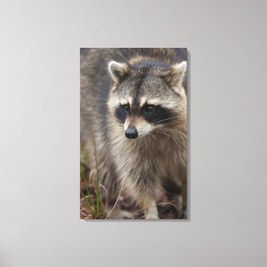 Raccoon, Procyon lotor, Florida Leinwanddruck (Vorderseite)