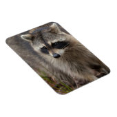 Raccoon, Procyon lotor, Florida Magnet (Rechte Seite)