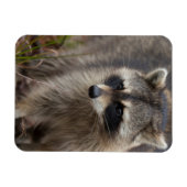 Raccoon, Procyon lotor, Florida Magnet (Horizontal)