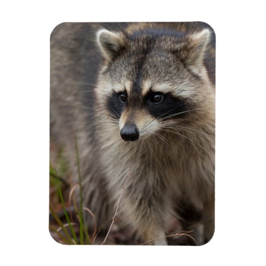 Raccoon, Procyon lotor, Florida Magnet (Vertikal)
